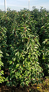 Prunus lus. 'Angustifolia'