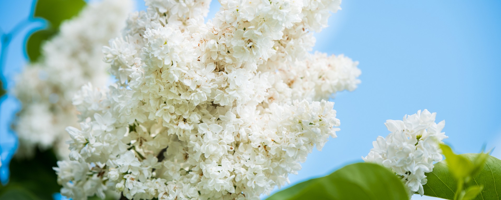 Boomkwekerij Leuveld